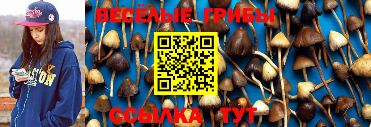 Галлюциногенные грибы прущие грибы  продажа наркотиков  Саяногорск  Вход с VPN  Галлюциногенные грибы Psilocybine cubensis 
